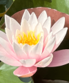 Klara-Ina - Medium & Channeling - sonstige Bereiche - Kartenlegen & Tarot - Lebensberatung & Coaching