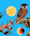 Iconalunis - Spirituelles Heilen - Medium & Channeling - Astrologie & Horoskope - Kartenlegen & Tarot - sonstige Bereiche