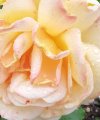 _Rosa - Kartenlegen & Tarot