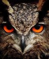 Eleonora - Hellsehen & Wahrsagen - Medium & Channeling - Lebensberatung & Coaching - Spirituelles Heilen